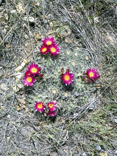 Pediocactus simpsonii var. simpsonii (Simpson hedgehog cactus)