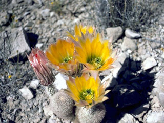 Echinocereus pectinatus (Rainbow cactus)