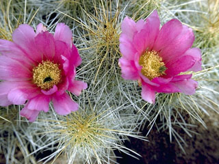 Echinocereus stramineus (Strawberry hedgehog cactus)