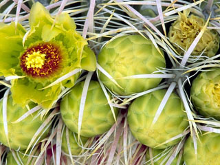 Ferocactus cylindraceus var. cylindraceus (California barrel cactus)