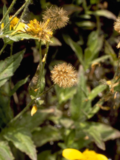 Arnica chamissonis ssp. foliosa (Chamisso arnica)