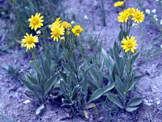 Arnica longifolia (Spearleaf arnica)