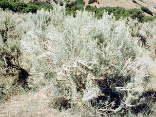 Artemisia tridentata (Big sagebrush)