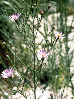 Symphyotrichum lanceolatum ssp. hesperium (White panicle aster)
