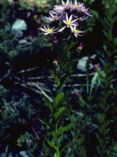 Eucephalus ledophyllus var. ledophyllus (Cascade aster)