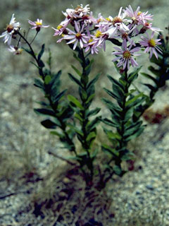 Symphyotrichum spathulatum var. spathulatum (Western mountain aster)