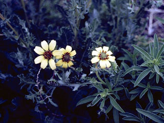 Platyschkuhria integrifolia var. integrifolia (Basindaisy)