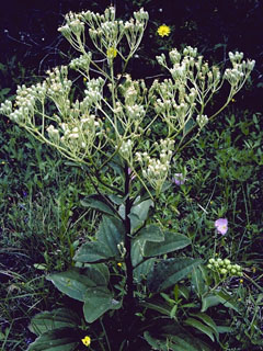Arnoglossum ovatum (Ovateleaf cacalia)