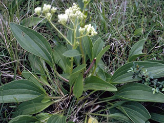 Arnoglossum plantagineum (Groovestem indian plantain)