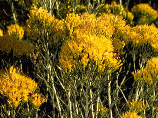 Ericameria nauseosa ssp. nauseosa (Chamisa)