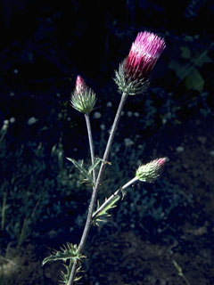 Cirsium arizonicum (Arizona thistle)