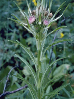 Cirsium foliosum (Elk thistle)
