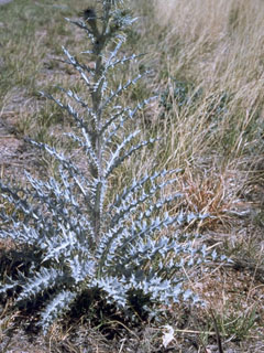Cirsium neomexicanum (New mexico thistle)