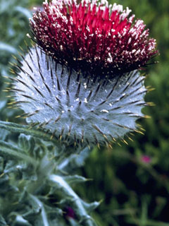 Cirsium occidentale (Cobwebby thistle)