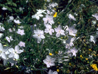 Ipomopsis longiflora (Flaxflowered ipomopsis)