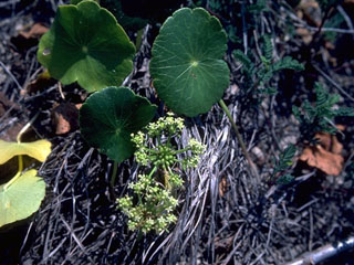 Hydrocotyle bonariensis (Largeleaf pennywort)