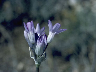 Dichelostemma capitatum ssp. pauciflorum (Little bluedicks)