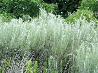 Artemisia filifolia (Sand sagebrush)