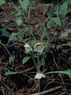 Leucophysalis nana (Dwarf chamaesaracha)
