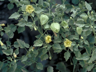 Physalis heterophylla (Clammy groundcherry)