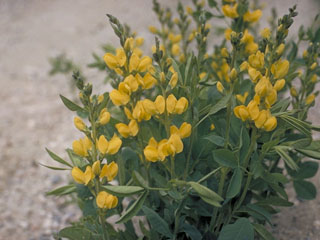 Thermopsis montana (Mountain goldenbanner)