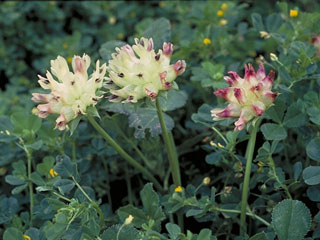 Trifolium fucatum (Bull clover)