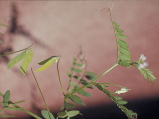Vicia ludoviciana ssp. leavenworthii (Leavenworth's vetch)