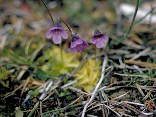 Pinguicula vulgaris (Common butterwort)