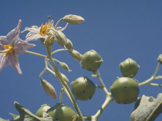 Solanum campechiense (Redberry nightshade)