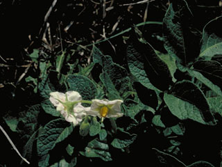 Solanum douglasii (Greenspot nightshade)