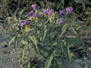 Solanum xanti (Chaparral nightshade)
