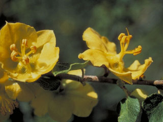 Fremontodendron californicum (California flannelbush)