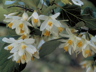 Styrax platanifolius ssp. texanus (Texas snowbell)