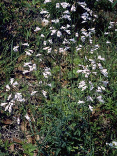 Penstemon tenuiflorus (Eastern whiteflower penstemon)