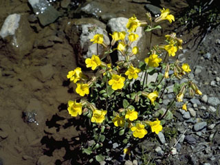Mimulus guttatus (Yellow monkeyflower)