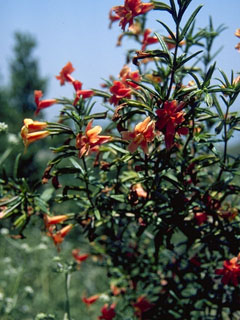 Diplacus puniceus (Red bush monkeyflower)