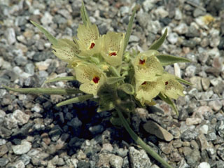 Mohavea confertiflora (Ghost flower)