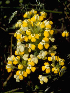 Triphysaria eriantha ssp. eriantha (Johnny-tuck)