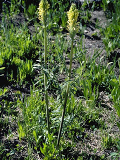 Pedicularis bracteosa (Bracted lousewort)