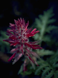 Pedicularis densiflora (Indian warrior)