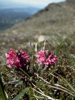 Pedicularis lanata (Woolly lousewort)