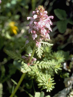 Pedicularis verticillata (Whorled lousewort)