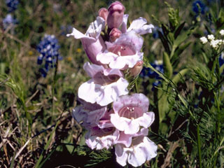 Penstemon cobaea (Prairie penstemon)