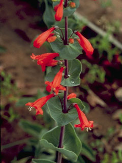 Penstemon murrayanus (Scarlet penstemon)