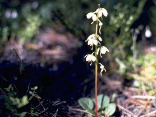 Pyrola chlorantha (Green-flowered wintergreen)