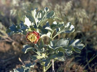 Paeonia brownii (Brown's peony)