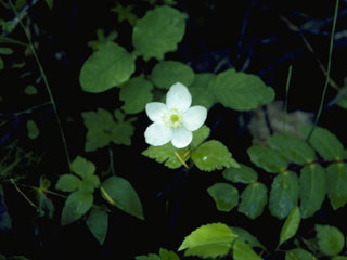 Anemone deltoidea (Columbian windflower)