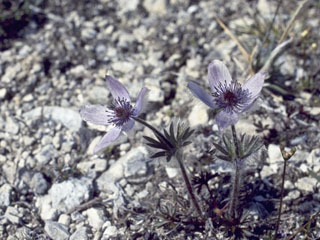Anemone multiceps (Porcupine river thimbleweed)