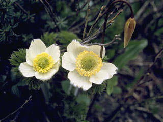 Pulsatilla occidentalis (White pasqueflower)