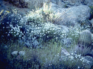 Phlox tenuifolia (Santa catalina mountain phlox)
